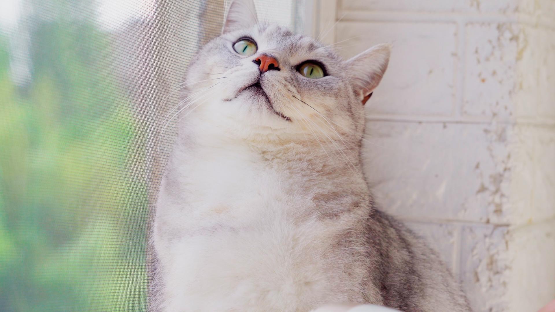 合集猫咪逃到窗边躲避吹干视频的预览图