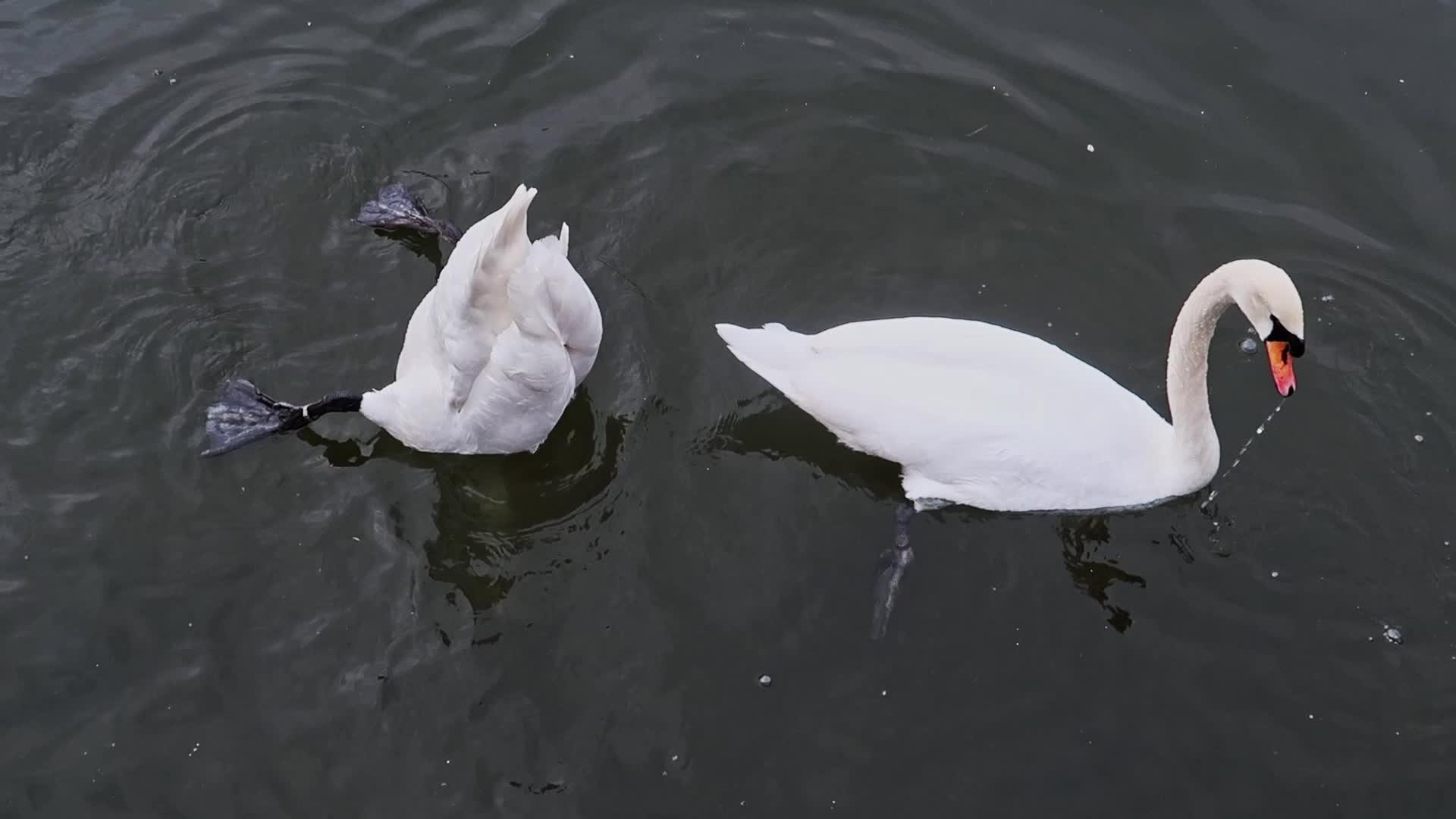 湖中的天鹅视频的预览图