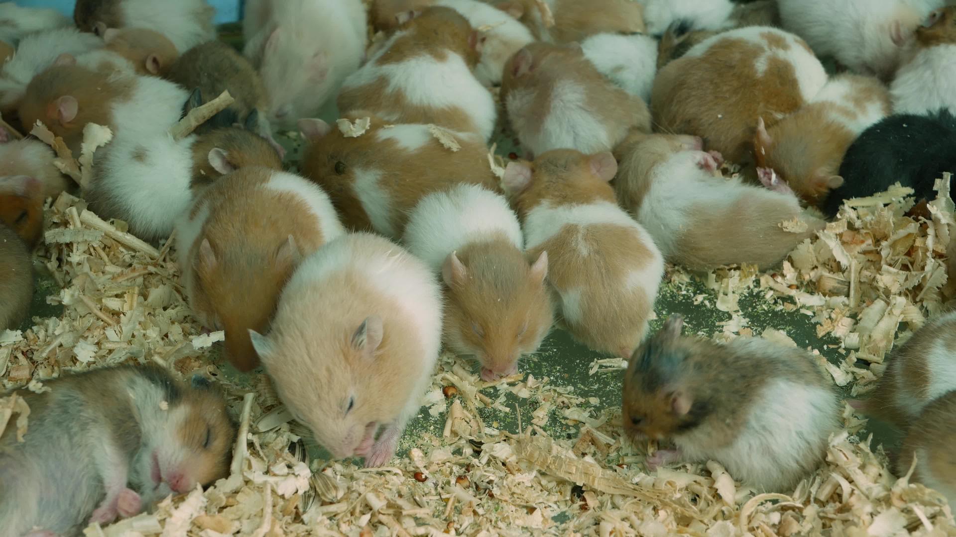 宠物市场拥挤的笼子里的仓鼠在泰国曼谷乍都乍市场许多圈养仓鼠吃木屑睡在拥挤的笼子地板上视频的预览图