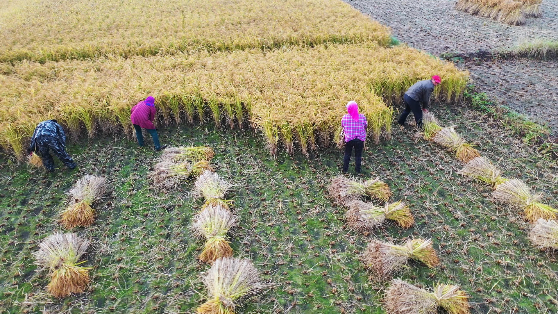 4K多角度近距离航拍稻田里收割的农民视频的预览图