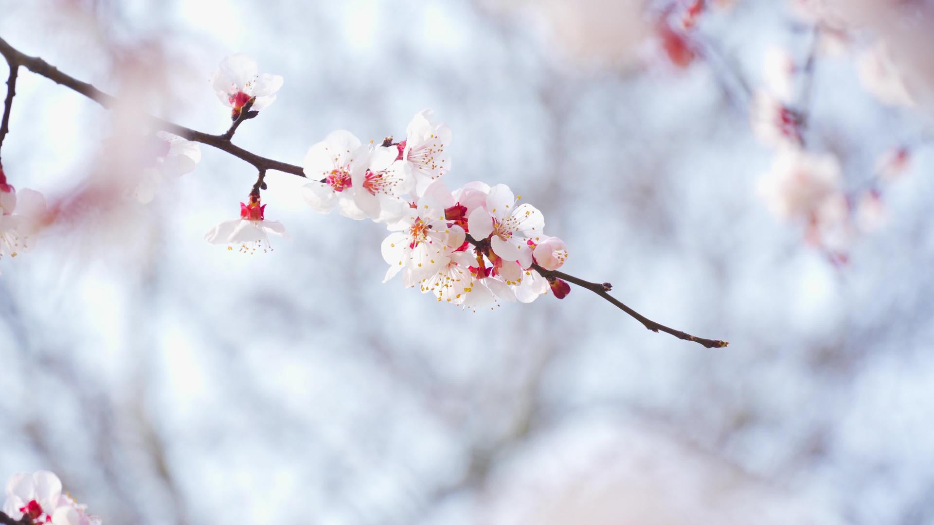 春季实拍美杏花盛开蜜蜂采花自然景观视频的预览图