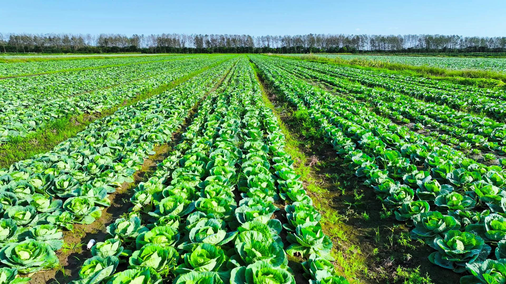 乡村振兴农村蔬菜种植基地4K航拍视频的预览图