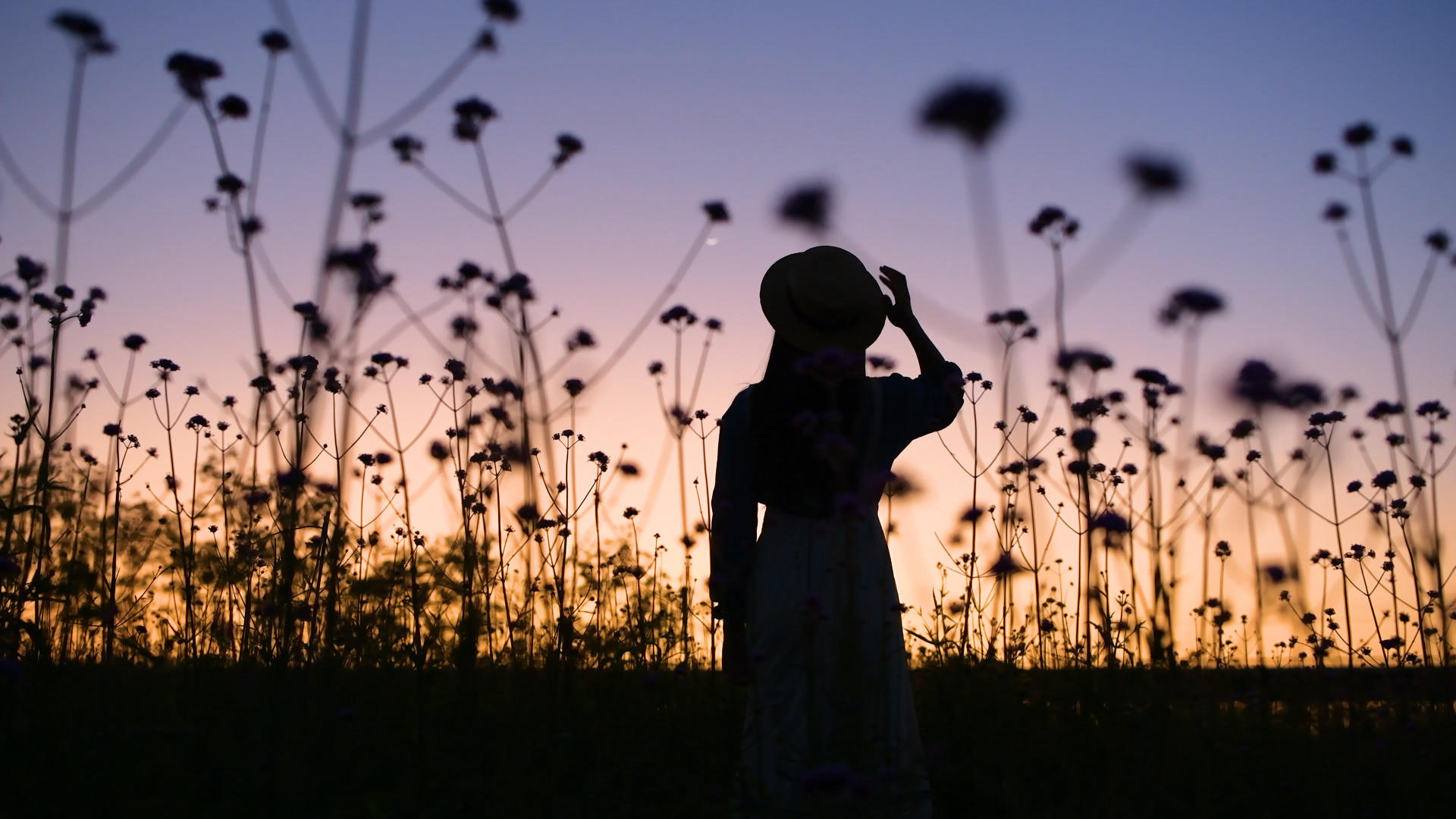 4K夕阳下少女在花丛中的背影剪影视频的预览图