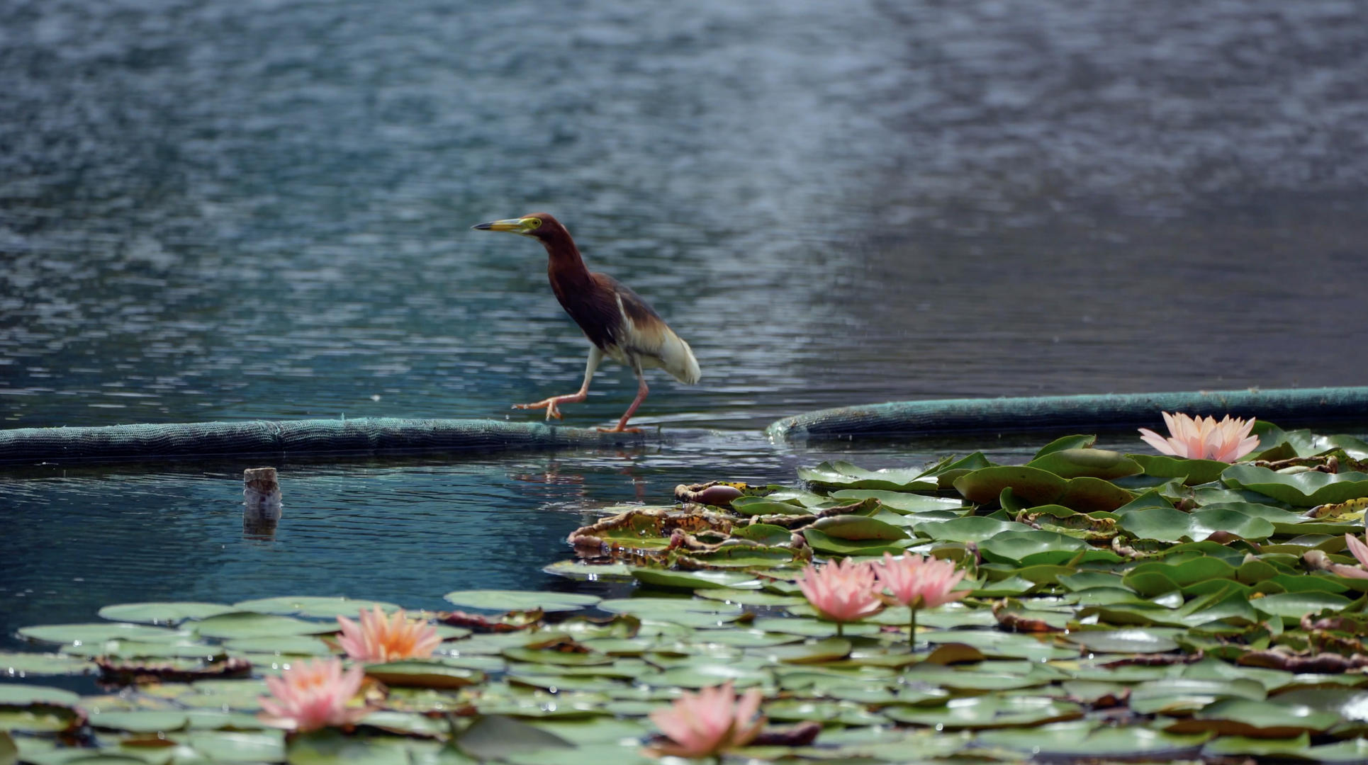 4K实拍自然美湖上睡莲与池鹭视频的预览图