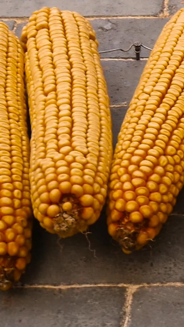玉米丰收视频的预览图