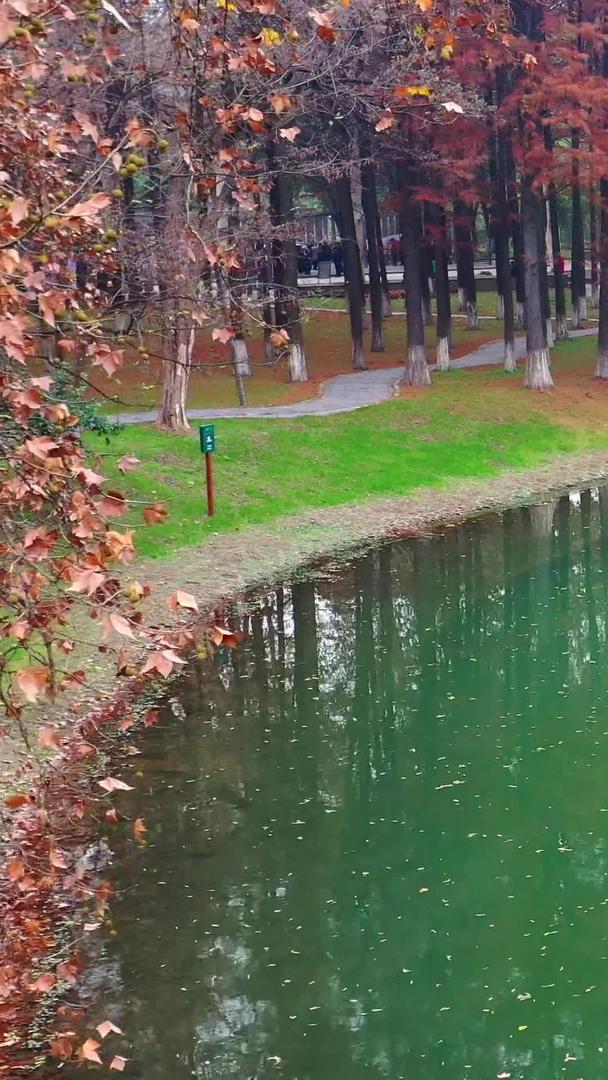 秋天公园航拍高清视频视频的预览图