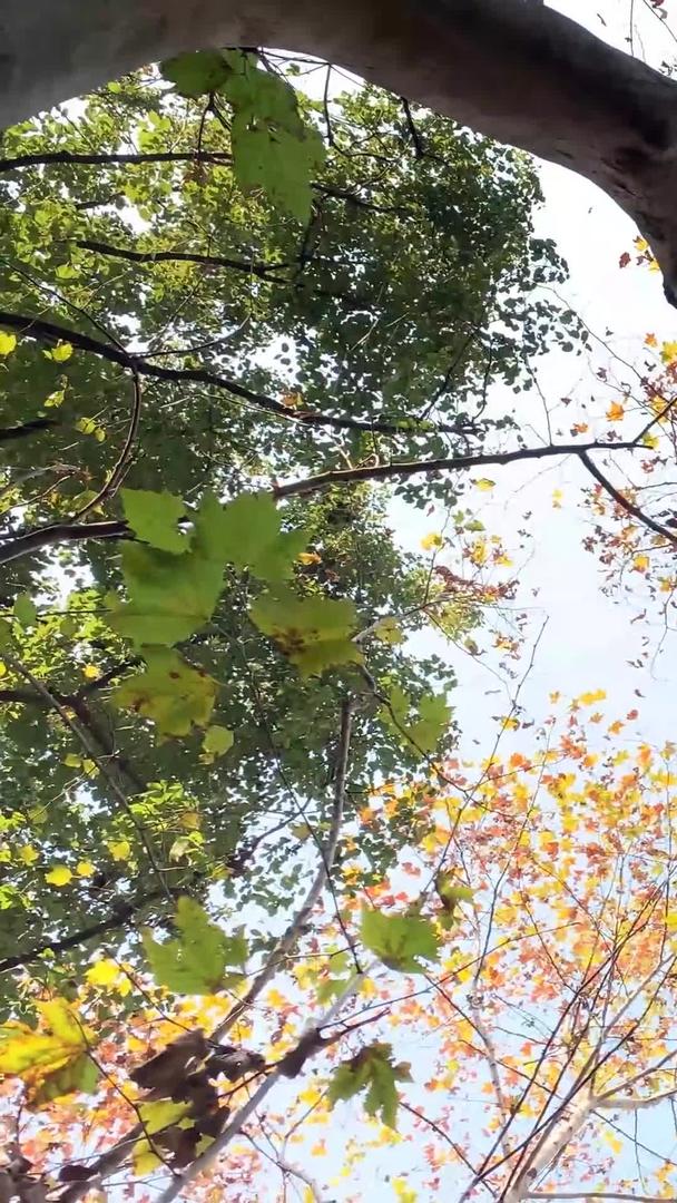 秋季上海武康路梧桐树街景实拍视频视频的预览图