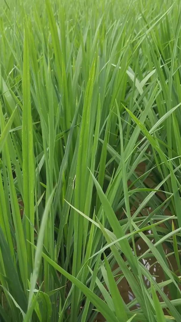 绿色稻田视频的预览图