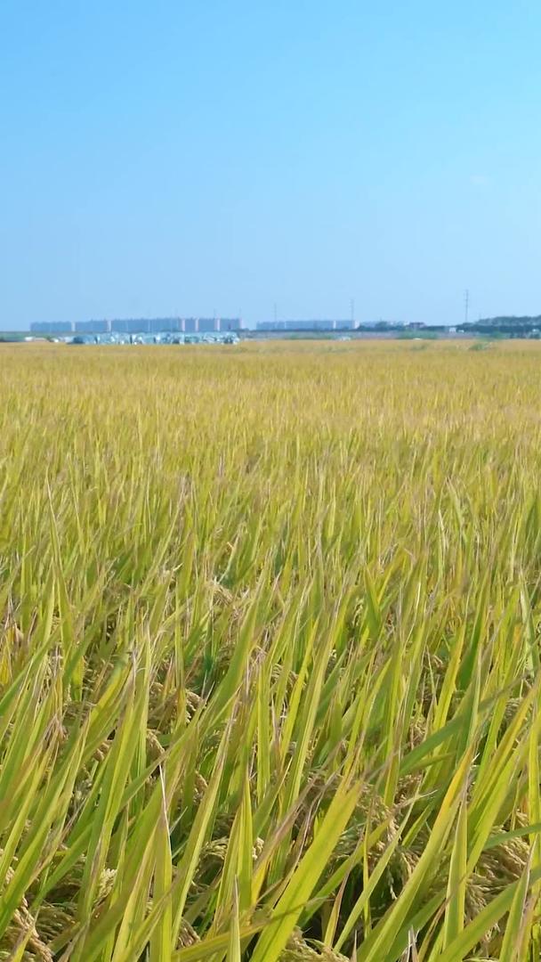 风吹动的水稻田视频的预览图