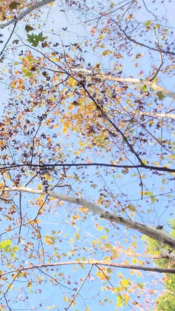 秋季上海武康路梧桐树街景实拍视频视频的预览图