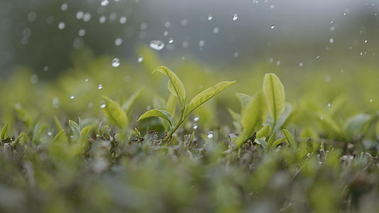 茶园春茶模仿下雨唯美空境升格视频的预览图