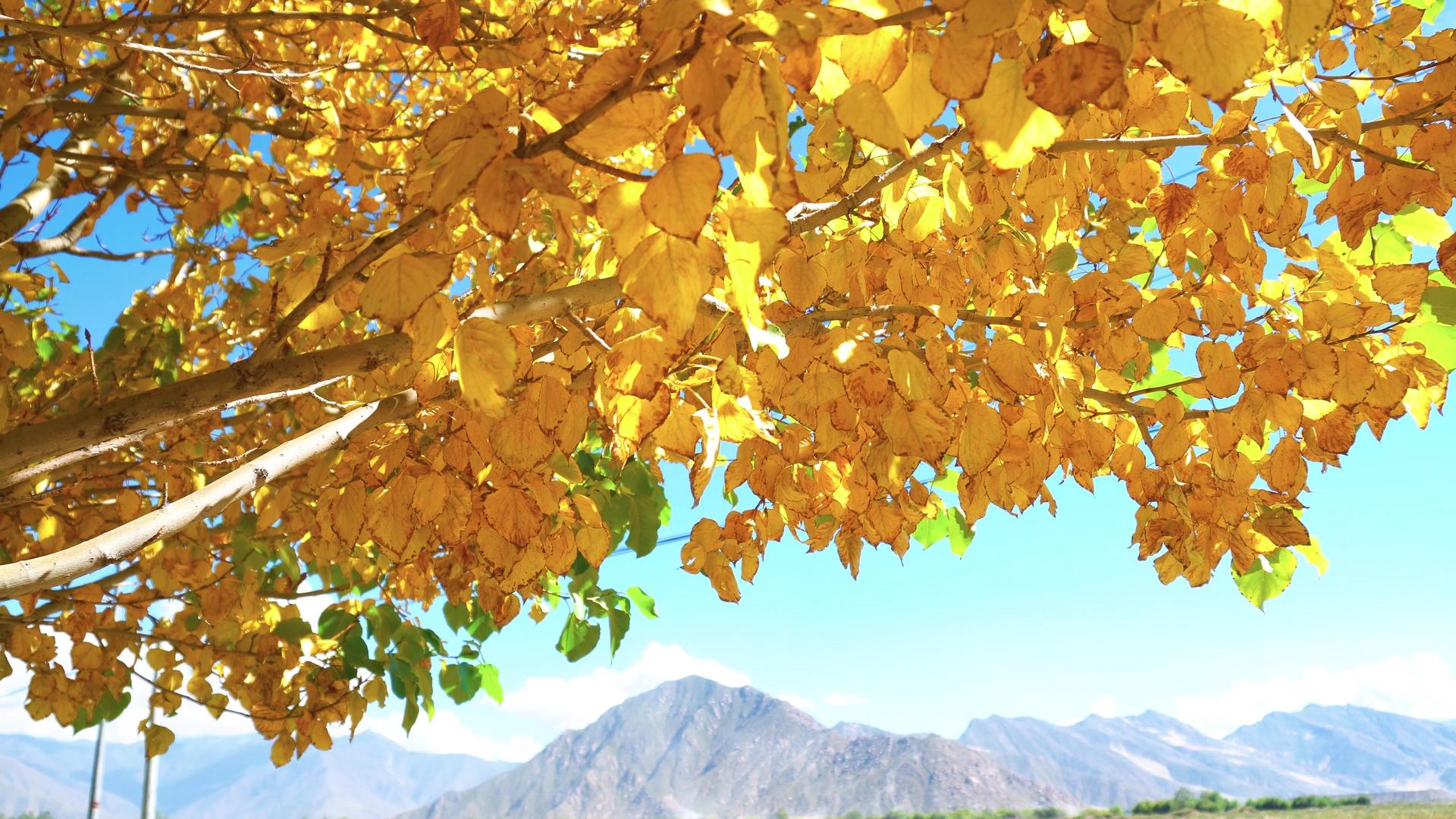 秋天金黄树木风景视频的预览图