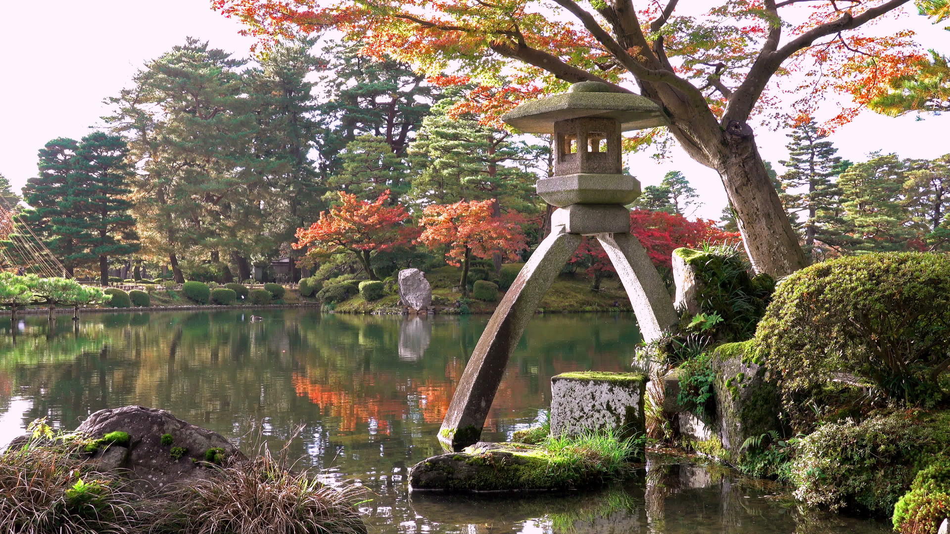 在木吉季节的花园中日本北西川省卡纳泽市视频的预览图