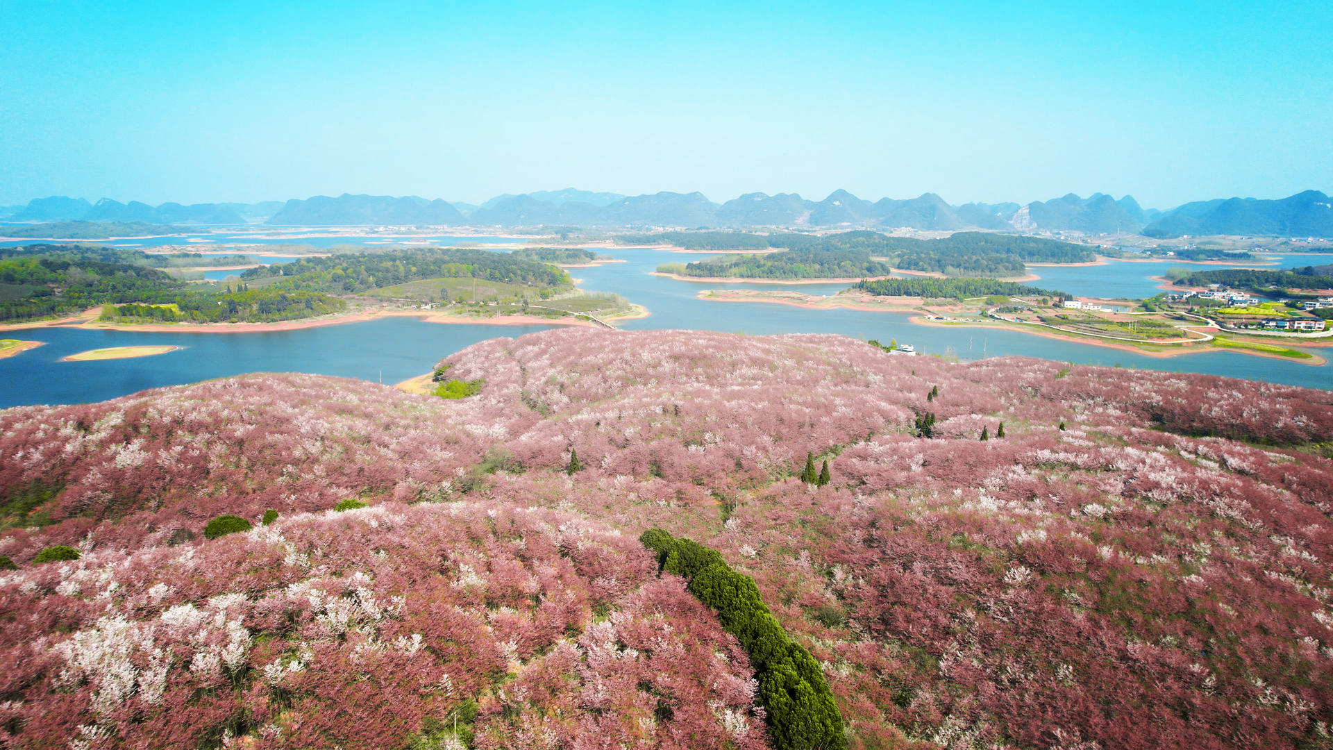 4K唯美航拍俯瞰贵州平坝樱花园生态环境风景视频的预览图