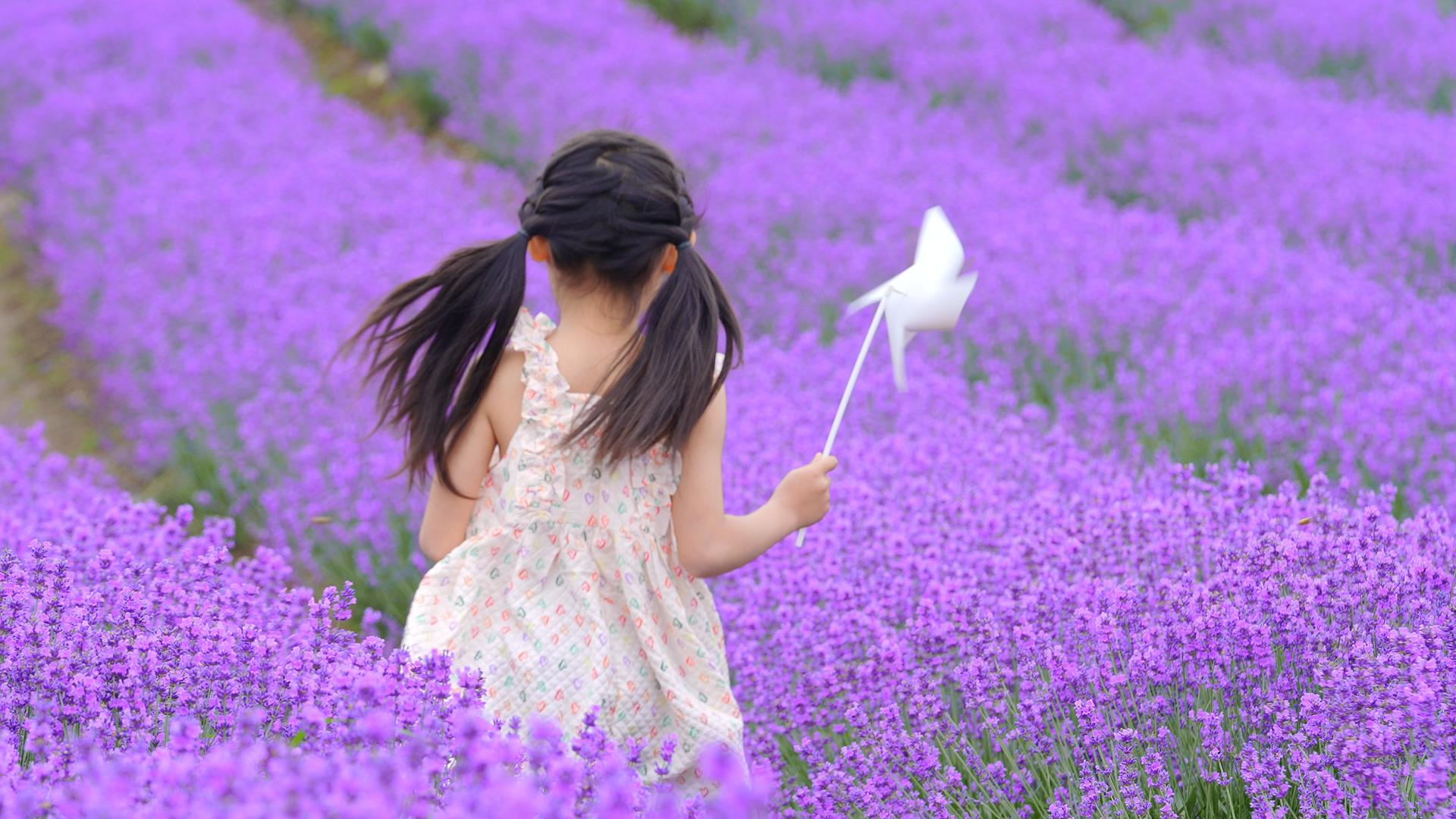 女孩拿着纸风车在薰衣草花田里奔跑背影升格50p视频的预览图
