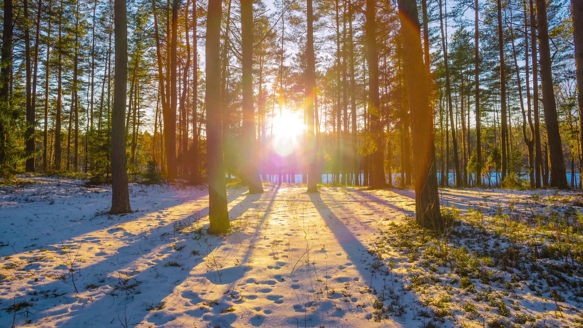冬季森林日落起重4次k时间跨度视频的预览图