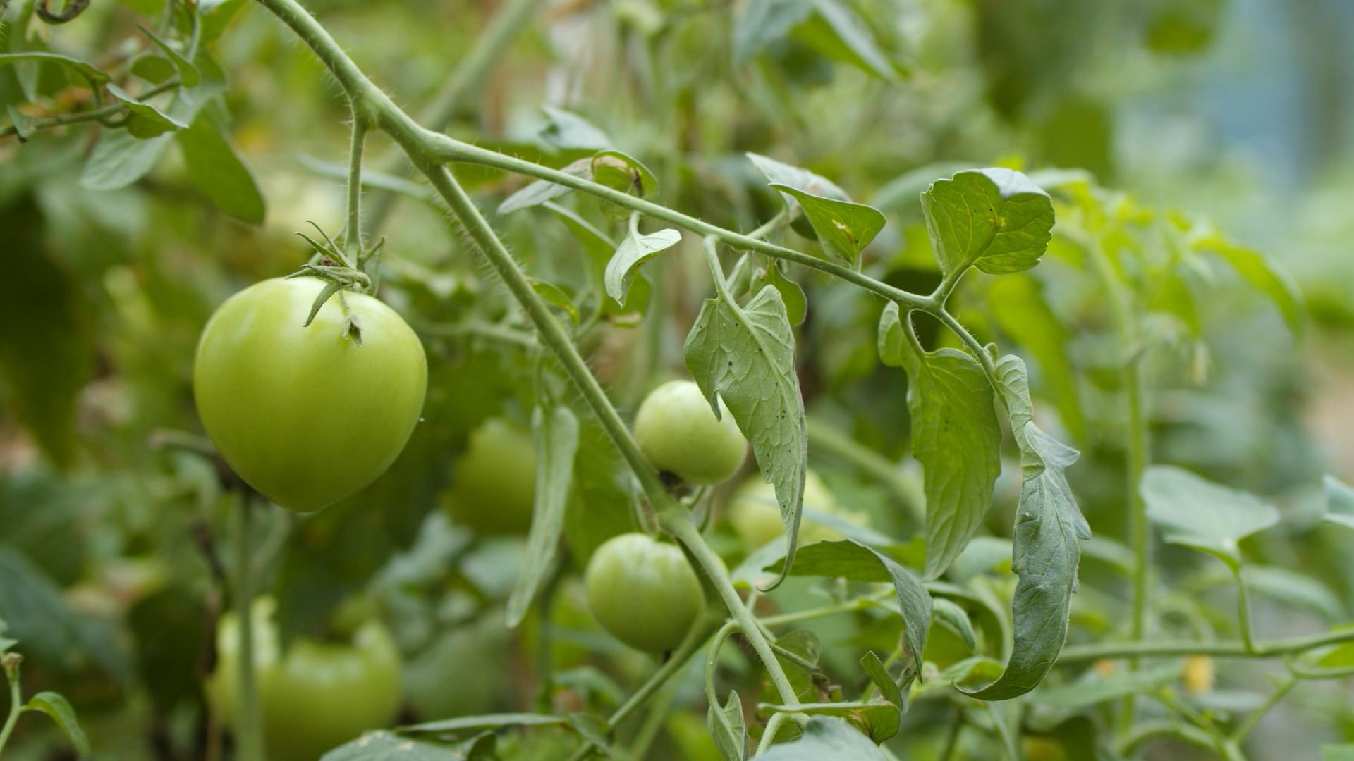 4K实拍大棚蔬菜种植番茄视频素材视频的预览图