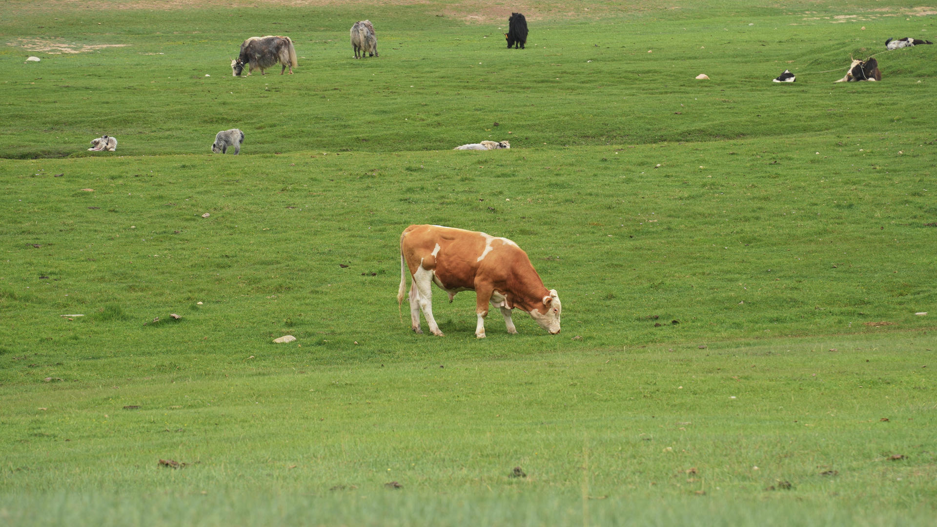 新疆5A巴音布鲁克草原放牧牛羊吃草4k素材视频的预览图