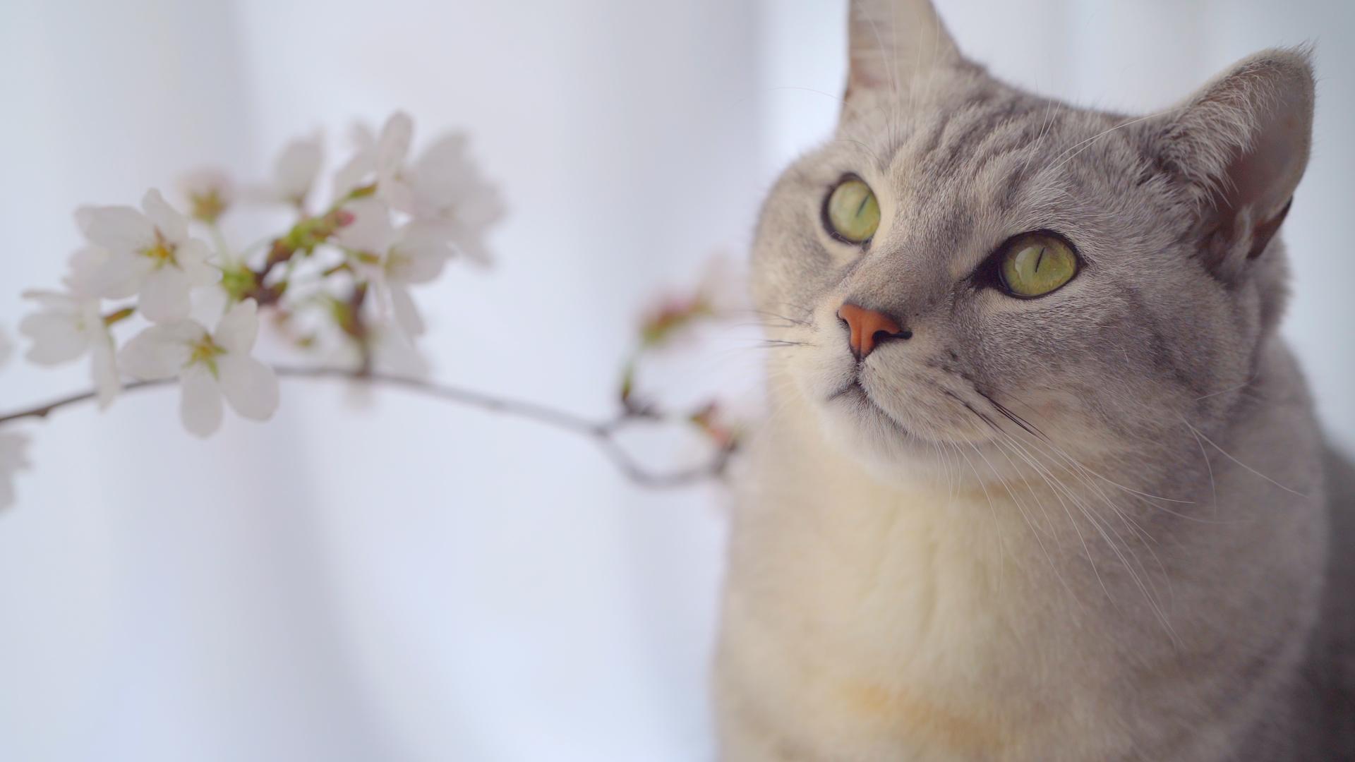 合集室内的猫咪和樱花视频的预览图