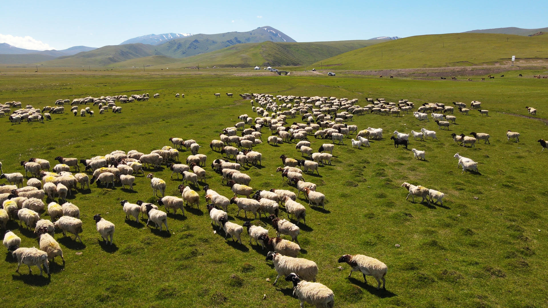 航拍新疆蓝天白云大草原上畜牧业放羊羊群奔跑4k素材视频的预览图