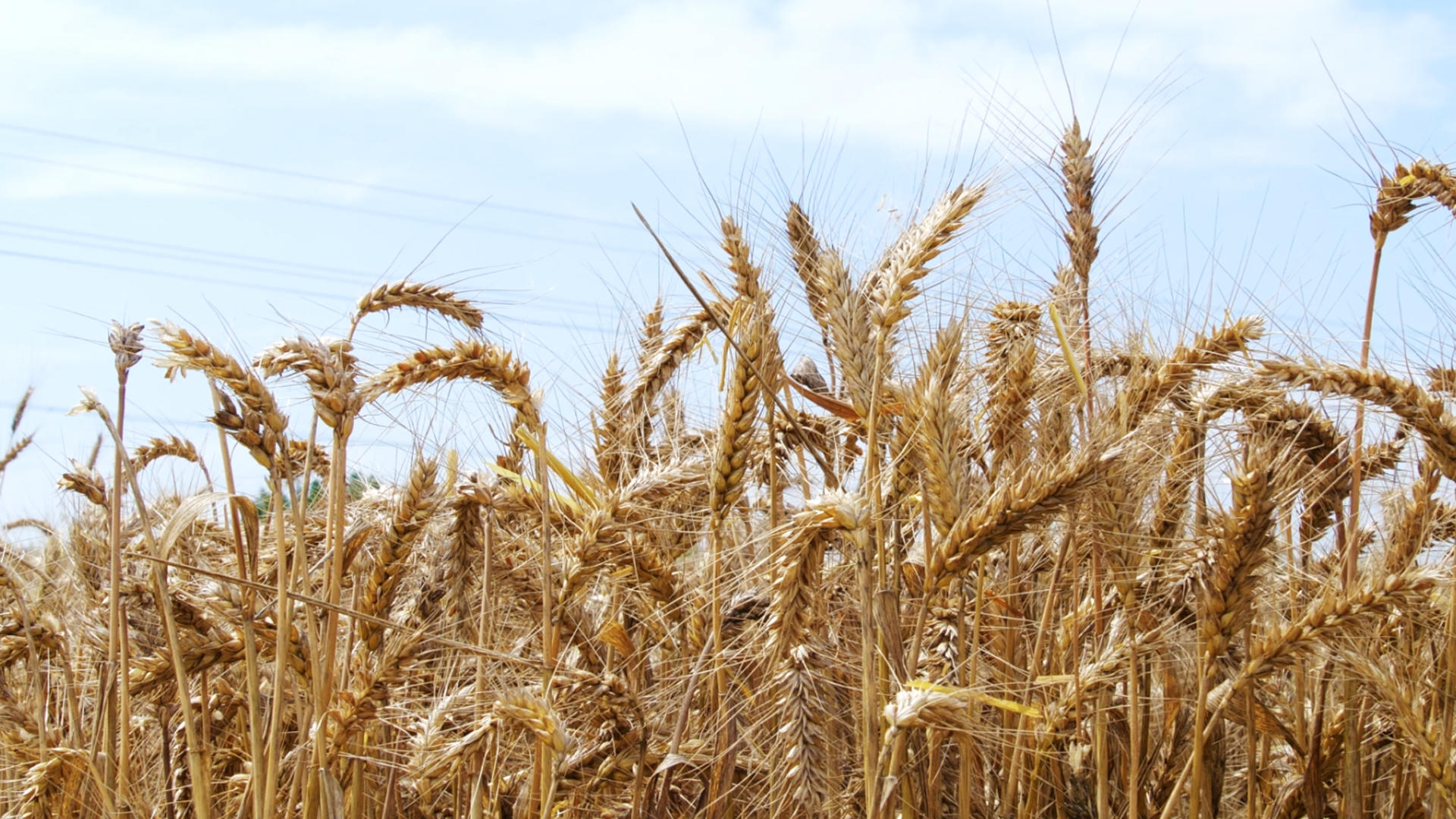4K丰收小麦麦秆谷物麦穗金黄的麦田视频的预览图