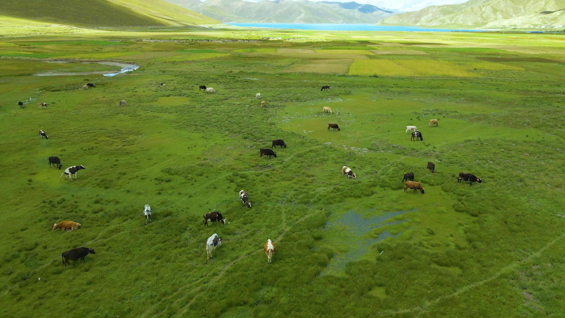 航拍牦牛群吃草视频的预览图