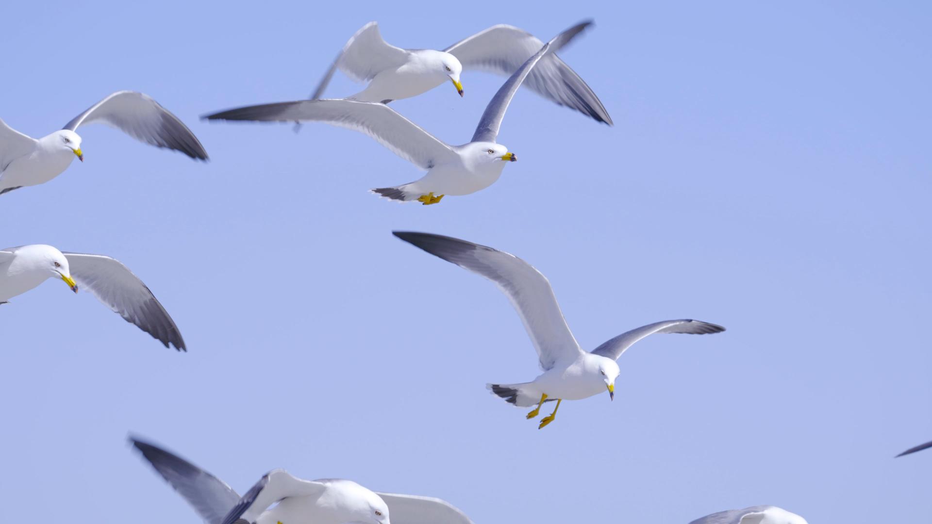 4K海鸥海边蓝天飞翔翱翔慢动作视频的预览图