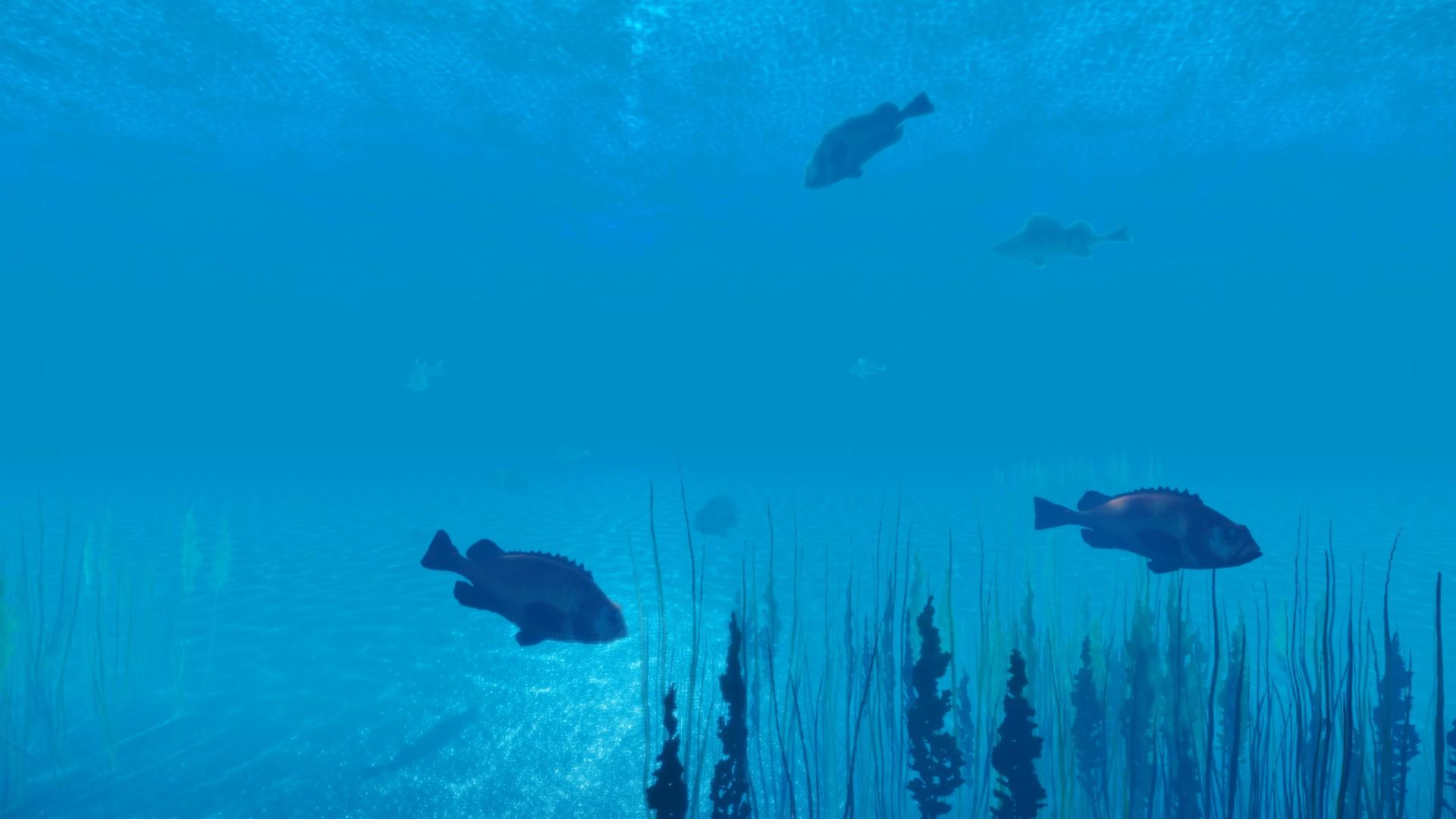 海底世界鱼群游动视频的预览图
