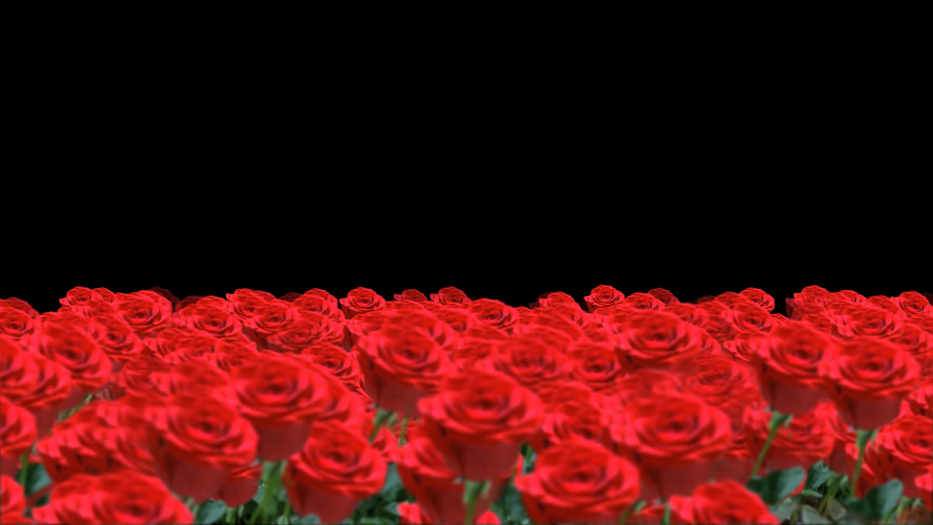 透明通道玫瑰花动画素材视频的预览图