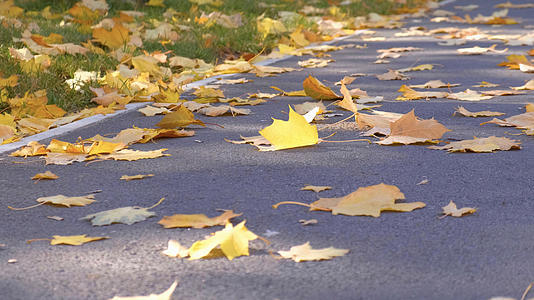 秋天落叶路边落叶的预览图