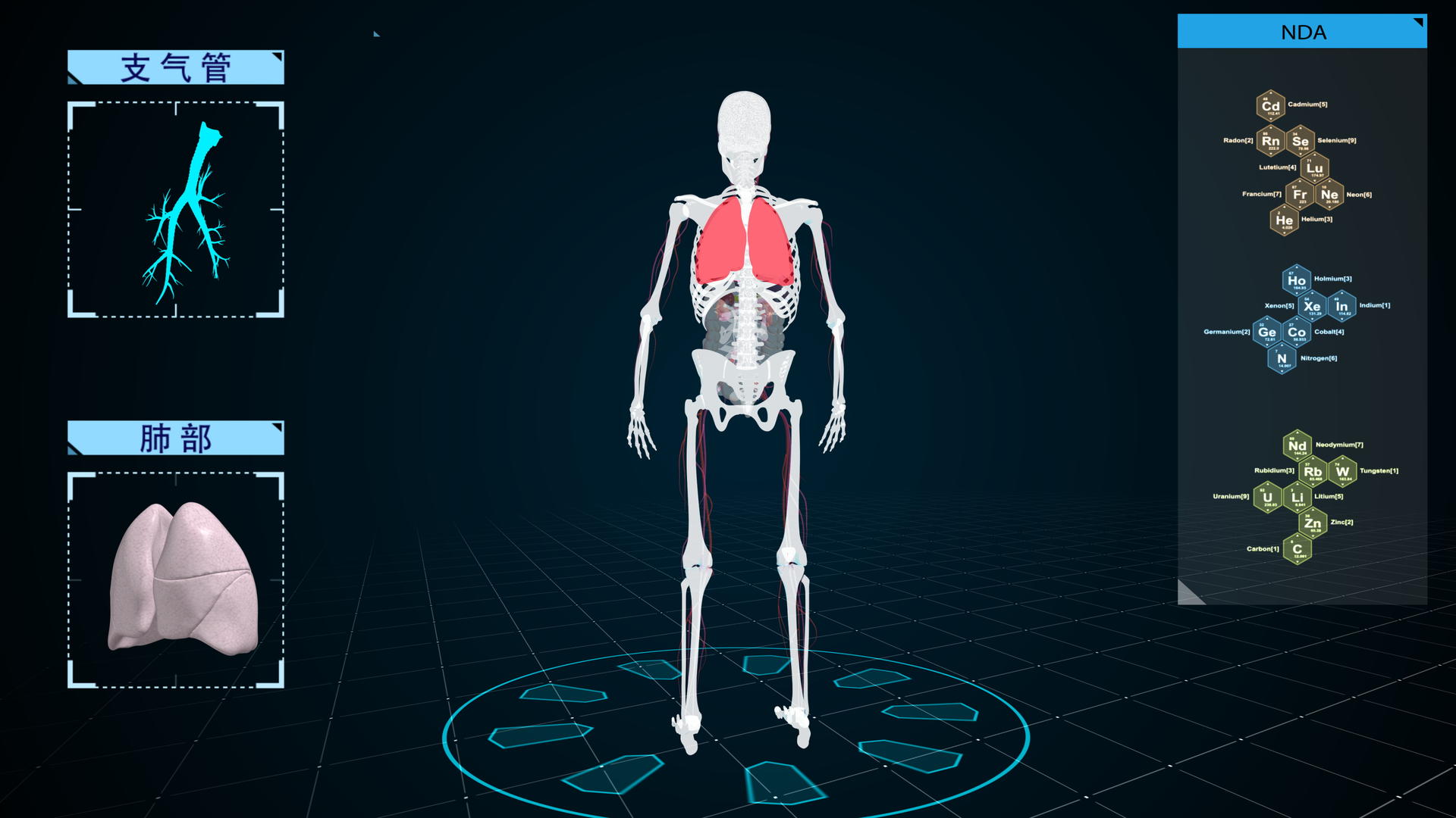 科技感4K人体骨骼肺部支气管展示视频视频的预览图