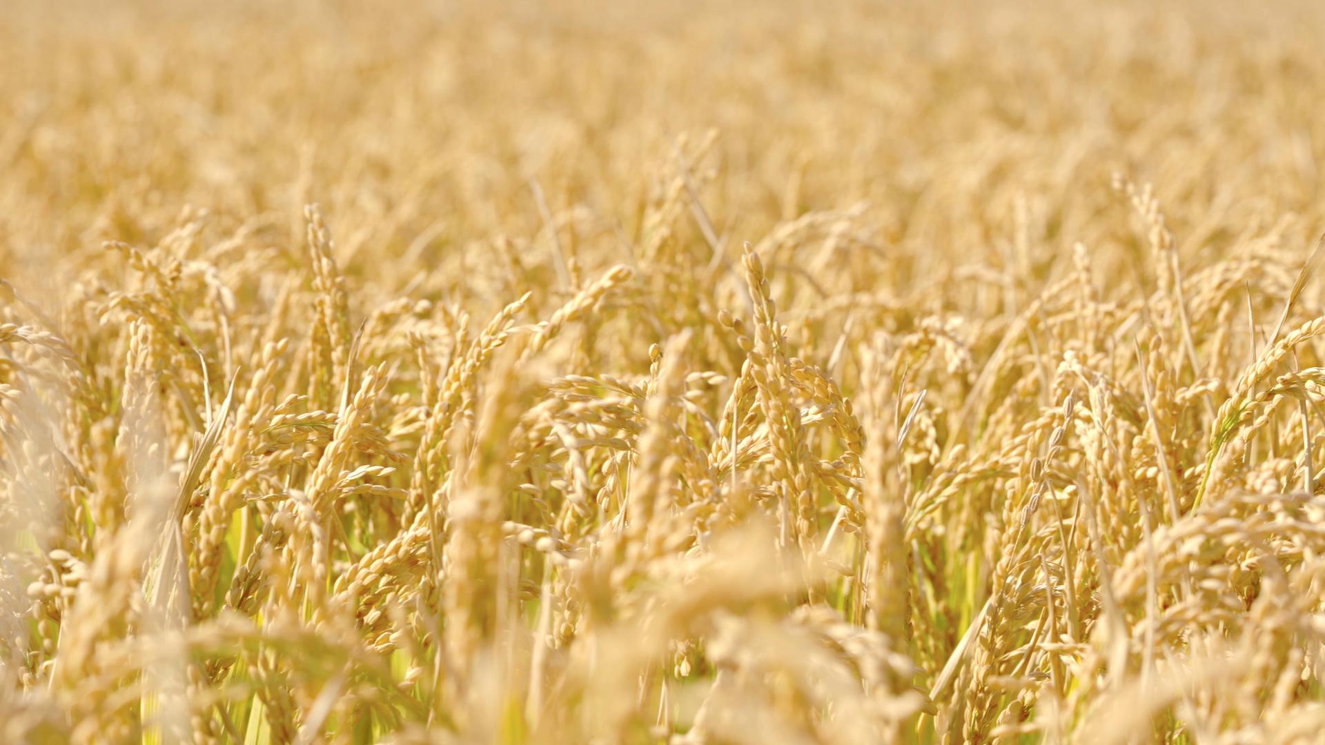 4K水稻田地特写糙大米丰收秋天季节农业谷作物视频的预览图