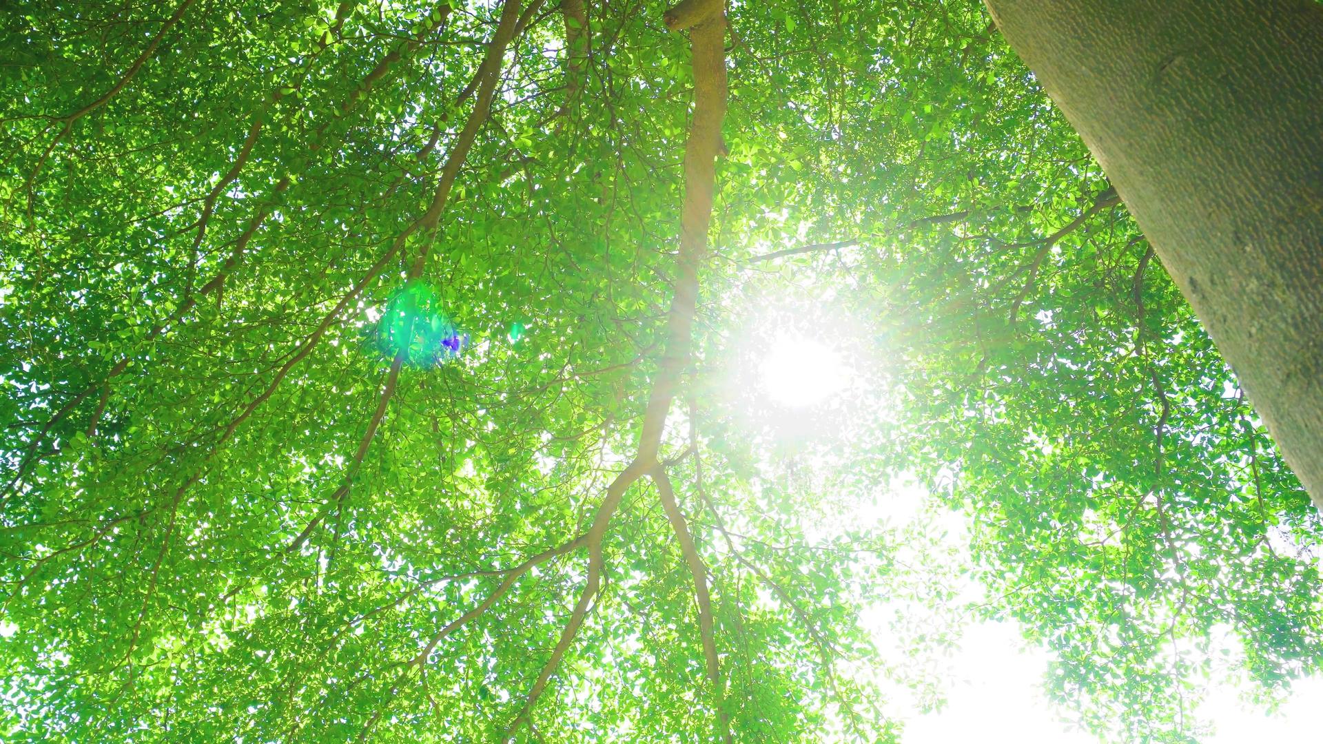 阳光照射唯美小清新树叶光影视频的预览图