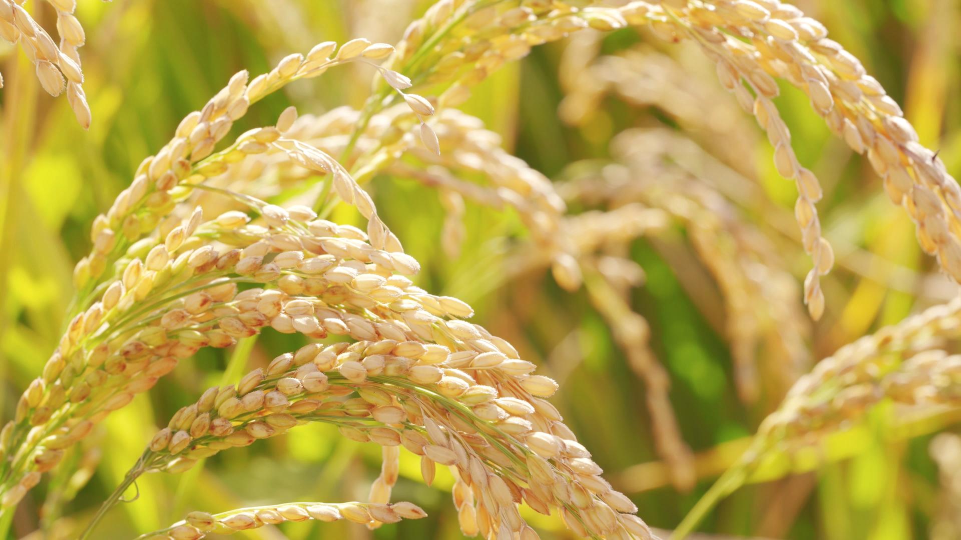 4K水稻田地糙大米丰收秋天季节农业谷作物视频的预览图