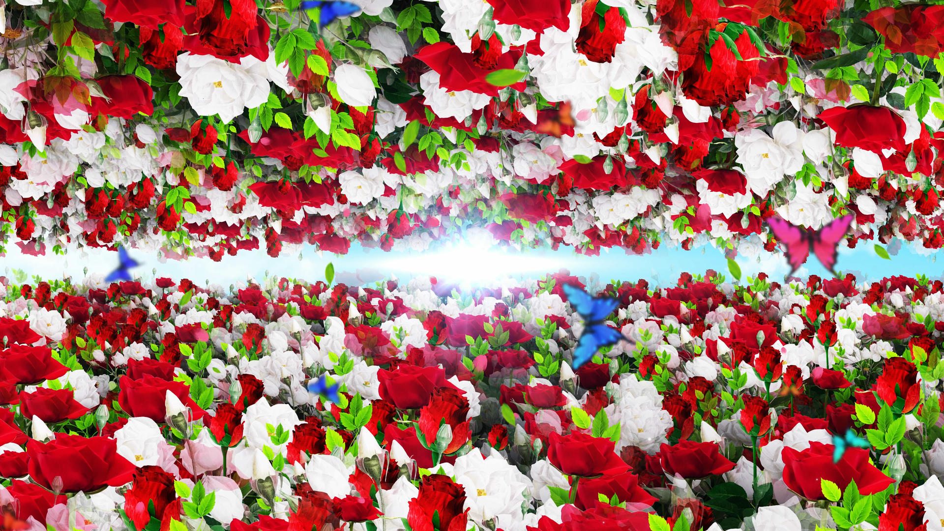 4K唯美的玫瑰背景素材视频的预览图