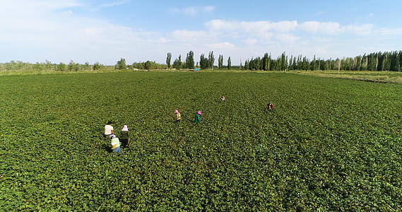 新疆长绒棉基地农民工作4K航拍视频的预览图