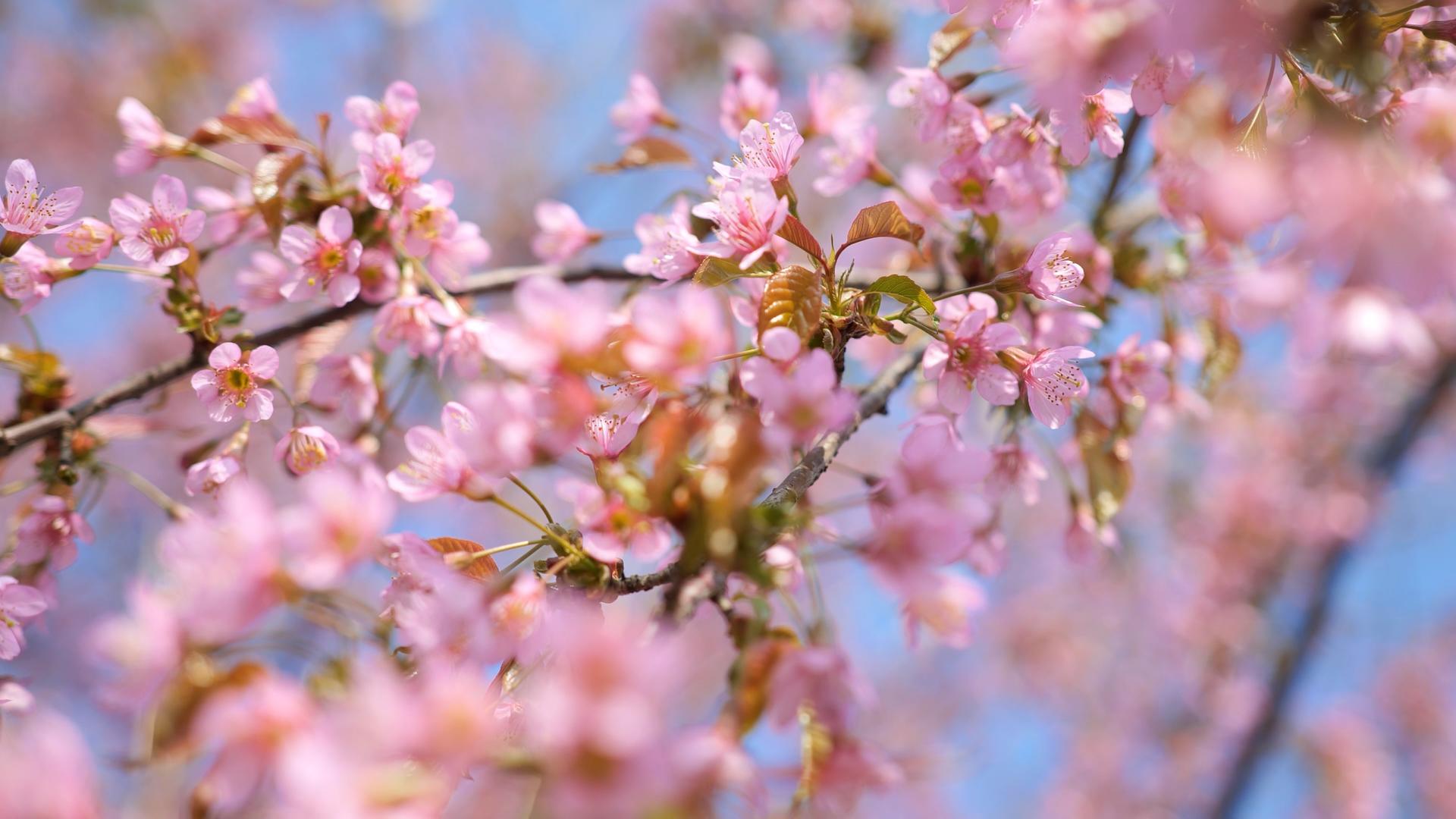 4K实拍唯美阳光下盛开的樱花视频素材视频的预览图