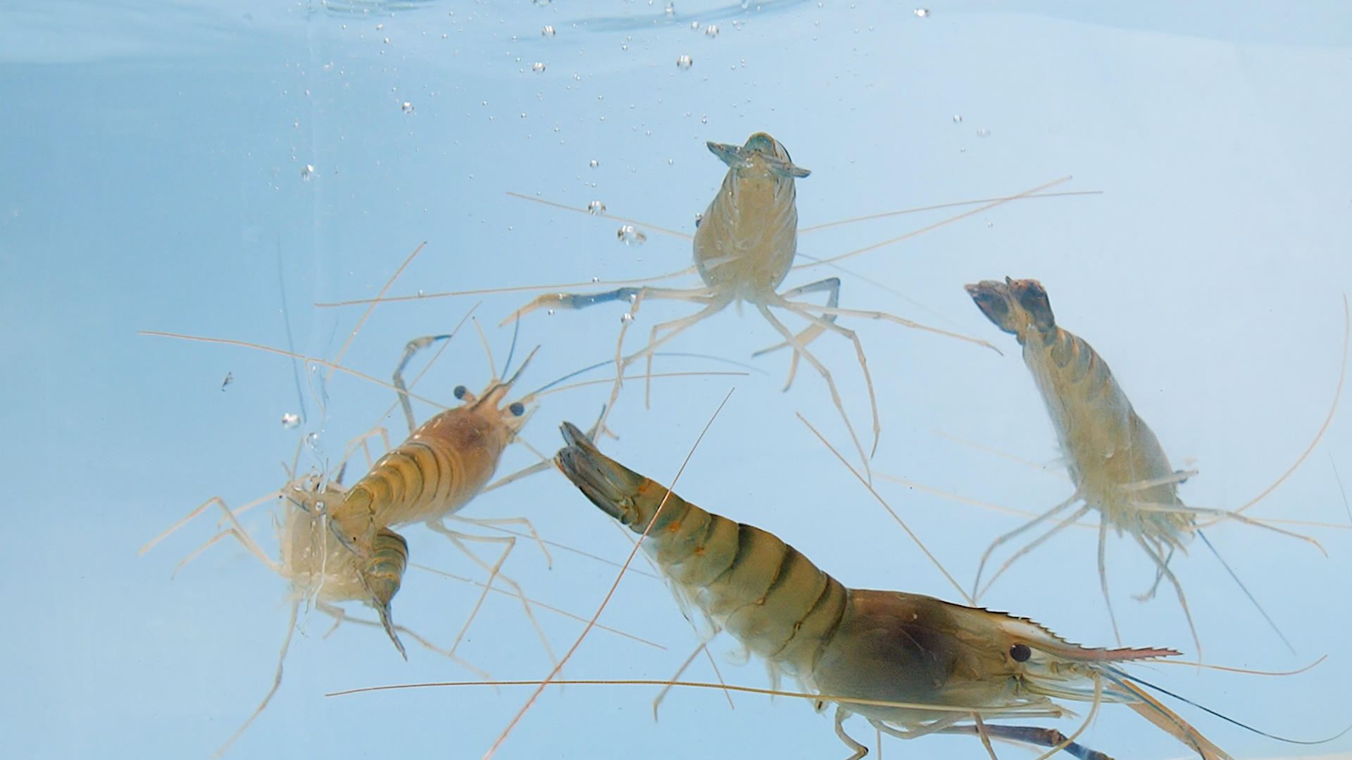 海鲜基围虾视频的预览图