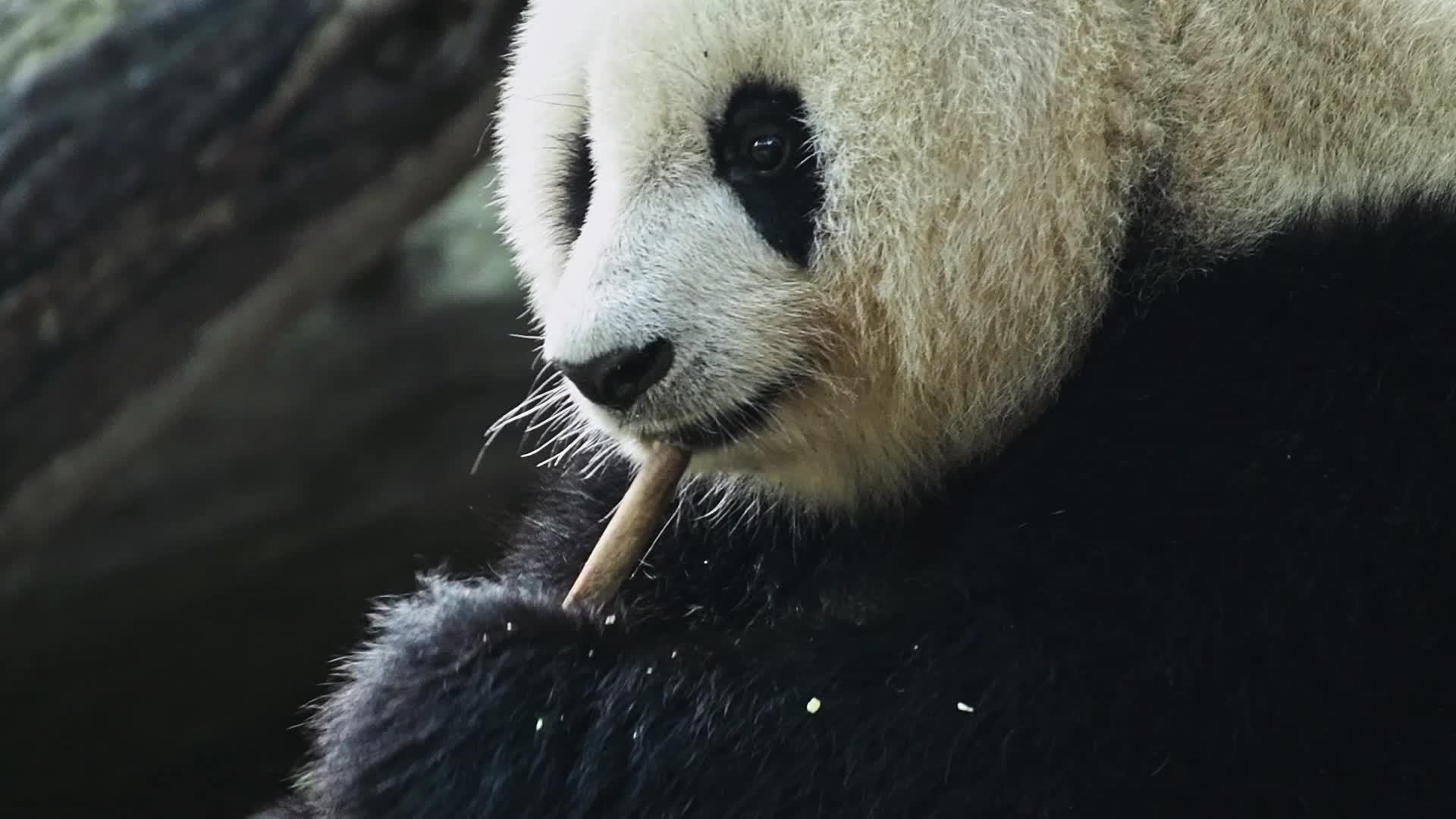 1080升格大熊猫吃竹笋视频的预览图