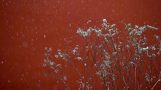 北京故宫博物院4k下雪视频的预览图