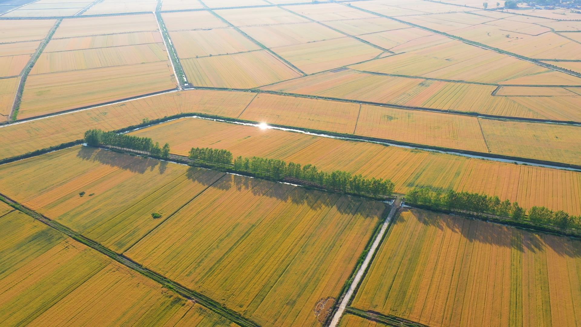 江苏洪泽湖湿地稻田4k航拍麦田丰收视频的预览图