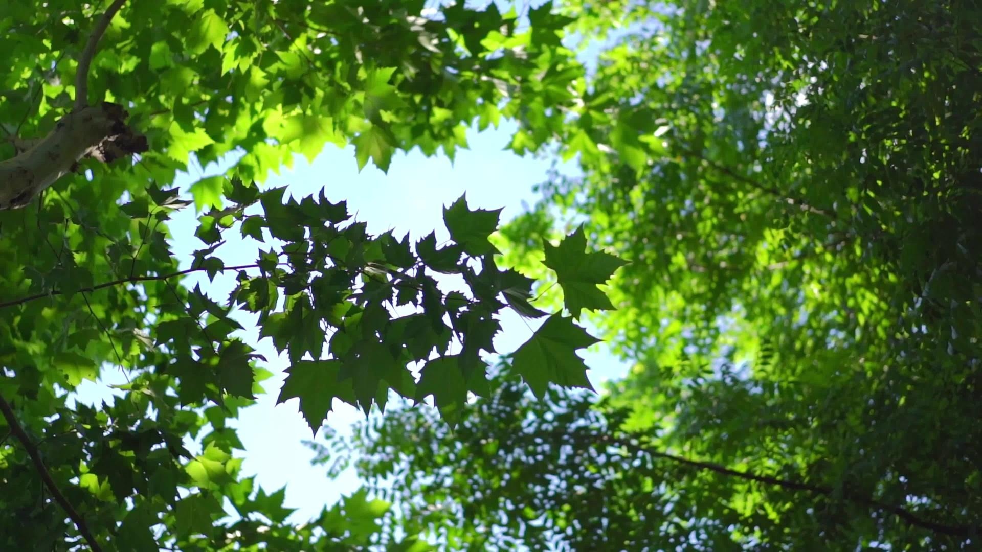 树林中的树叶仰视视频视频的预览图