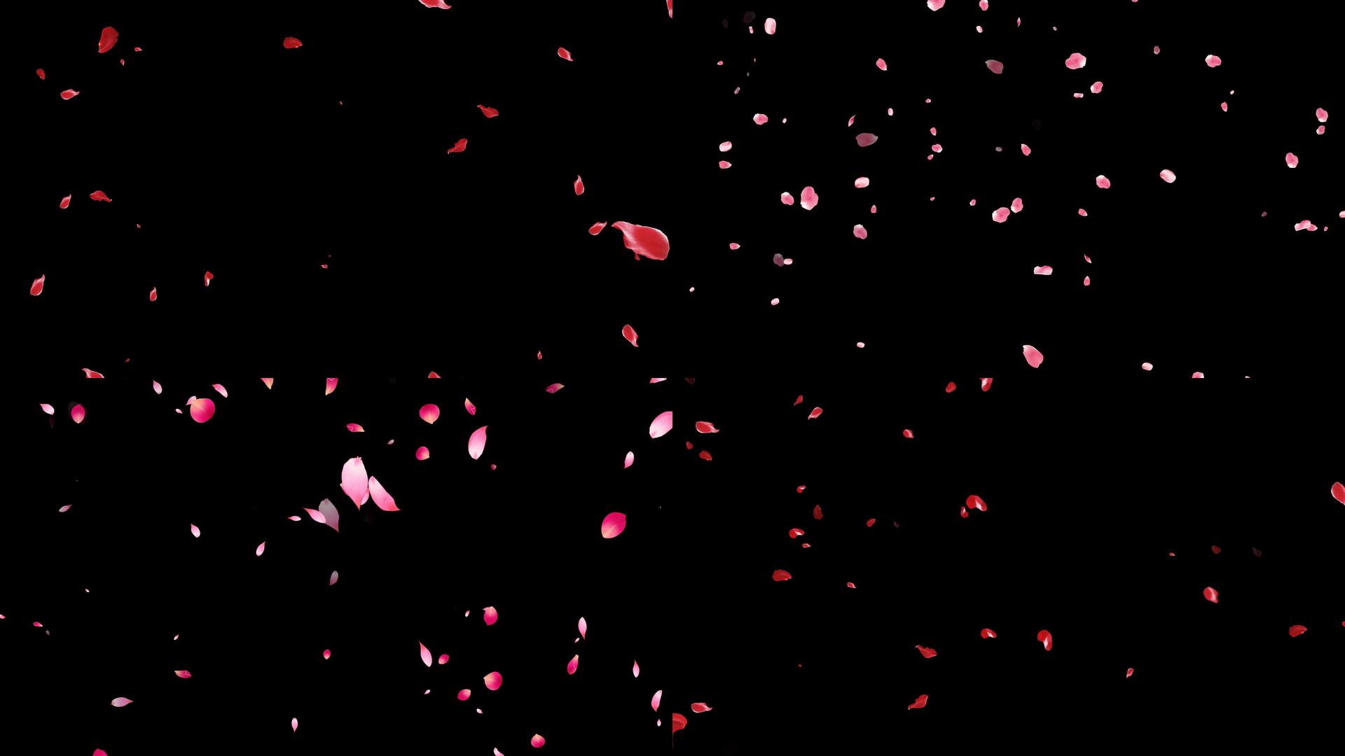 一组七夕飘落玫瑰花瓣修饰动画视频的预览图