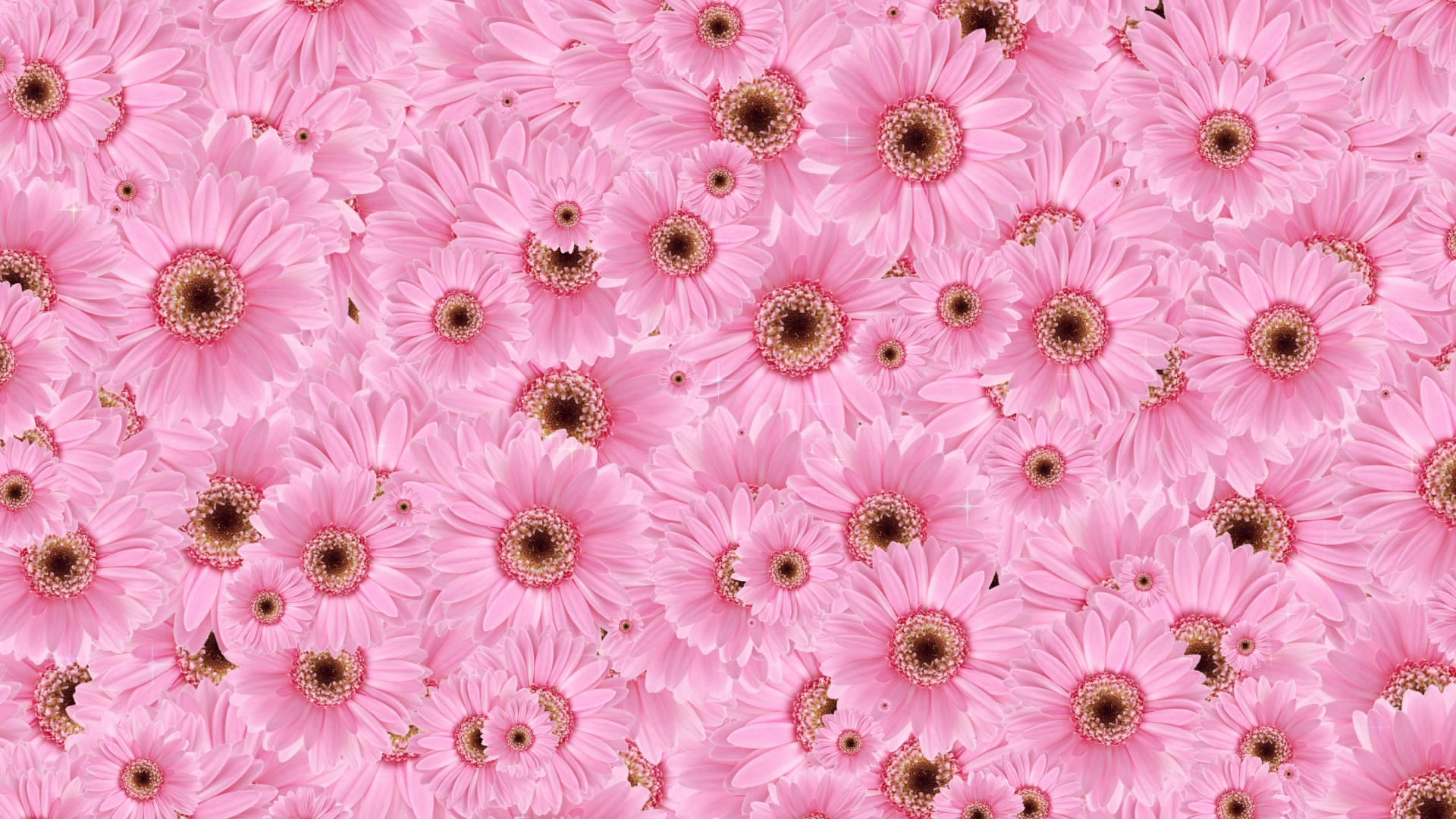 唯美粉色花朵舞台背景视频的预览图