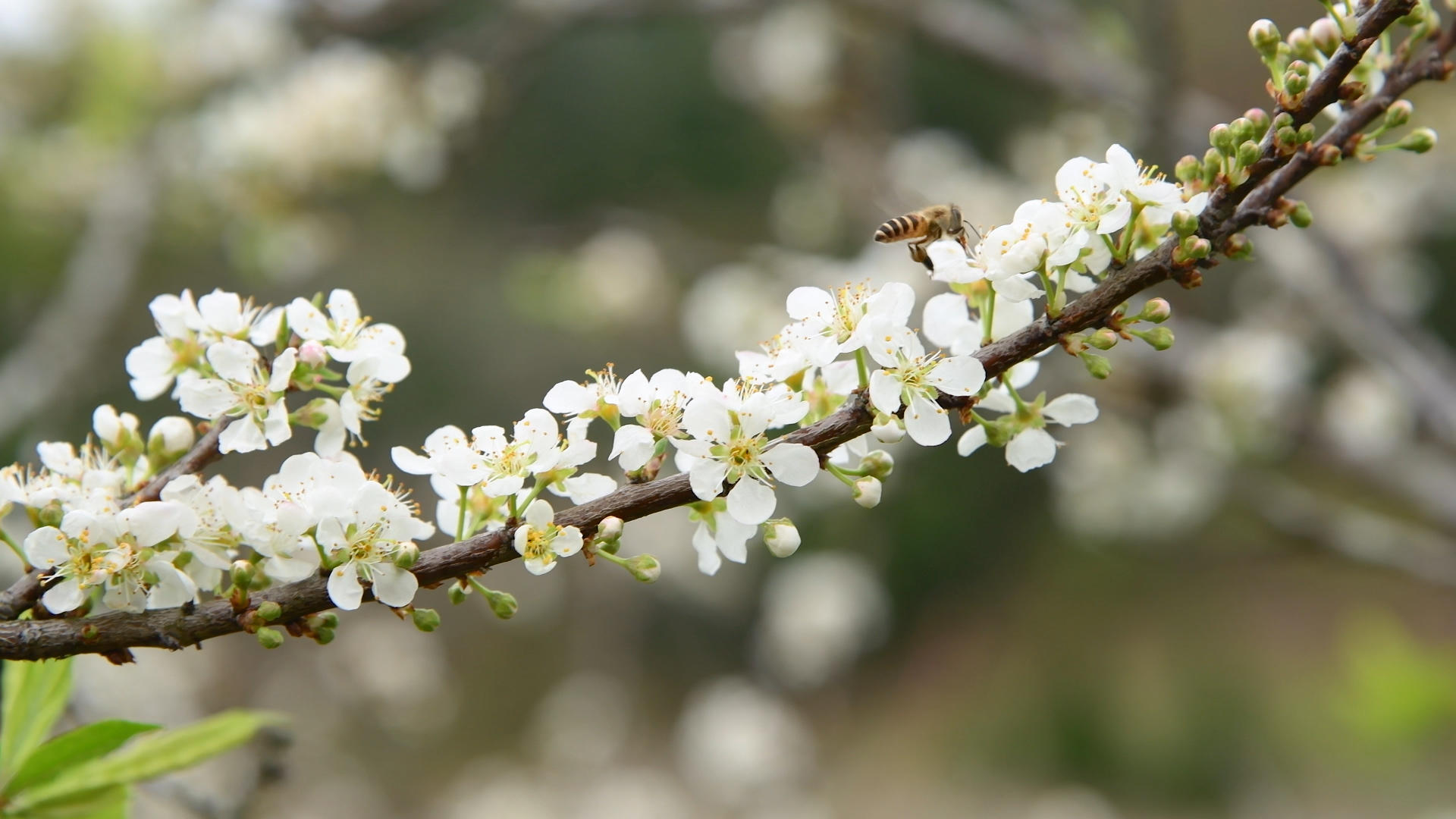 4k蜜蜂在白色桃花中采蜜视频的预览图