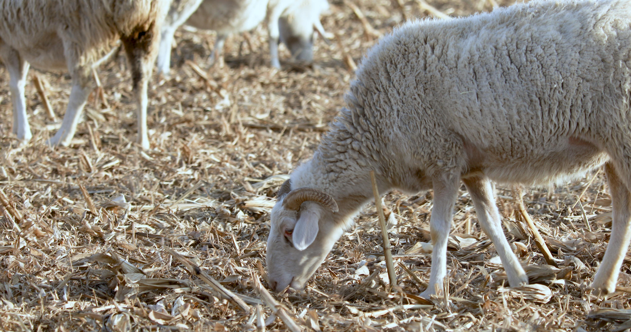 4K多角度拍摄牧羊羊群吃牧草素材合集视频的预览图