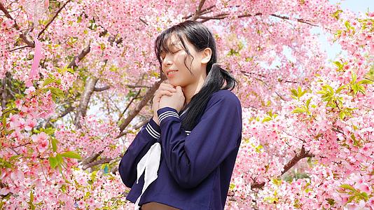 穿着JK制服的少女在樱花树上挂风铃许愿视频的预览图