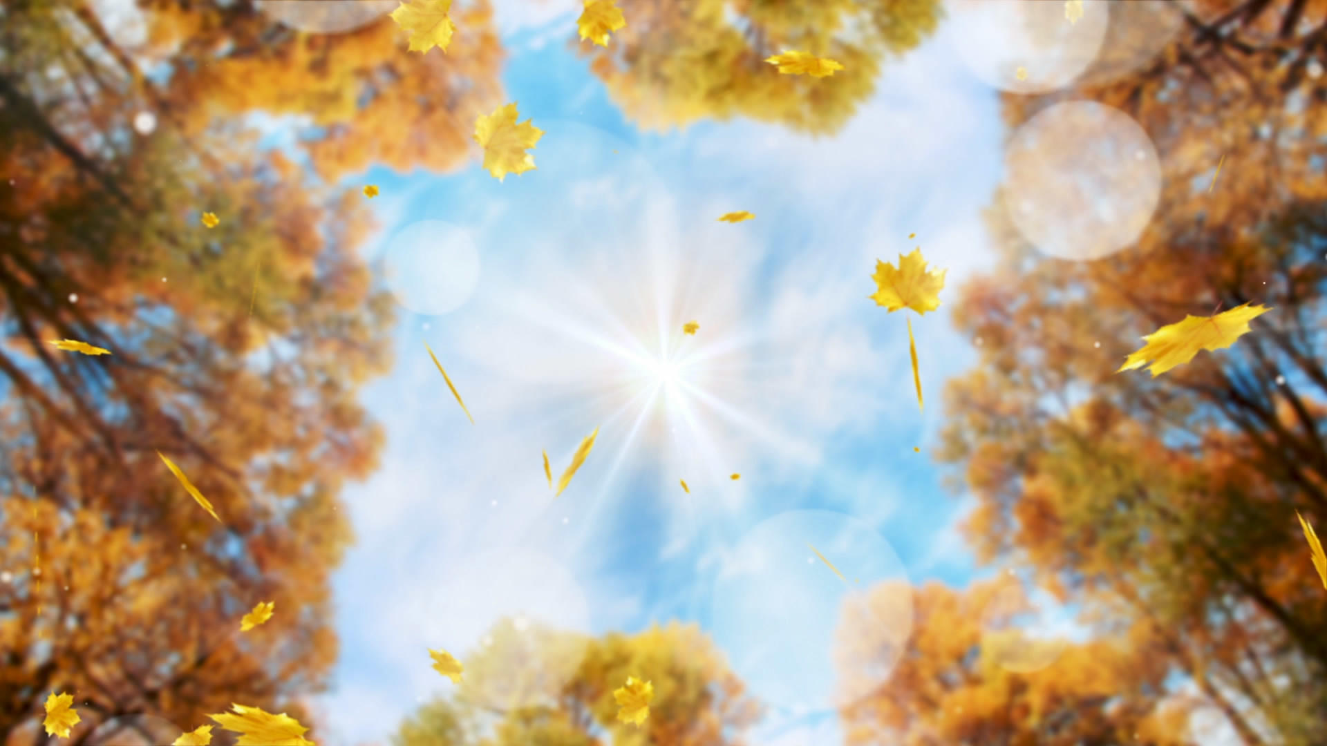 唯美的秋季枫叶背景视频的预览图