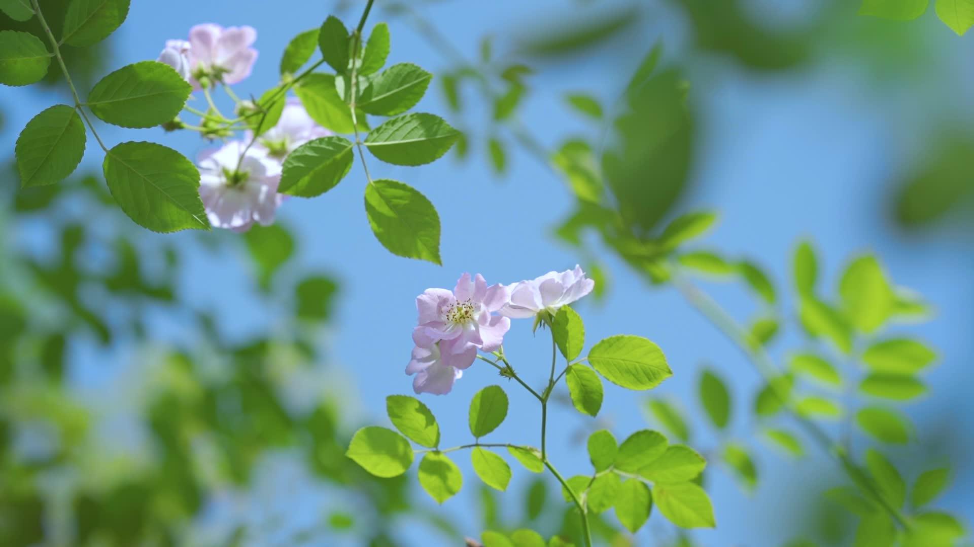 高清春日唯美阳光植物意境空镜视频的预览图