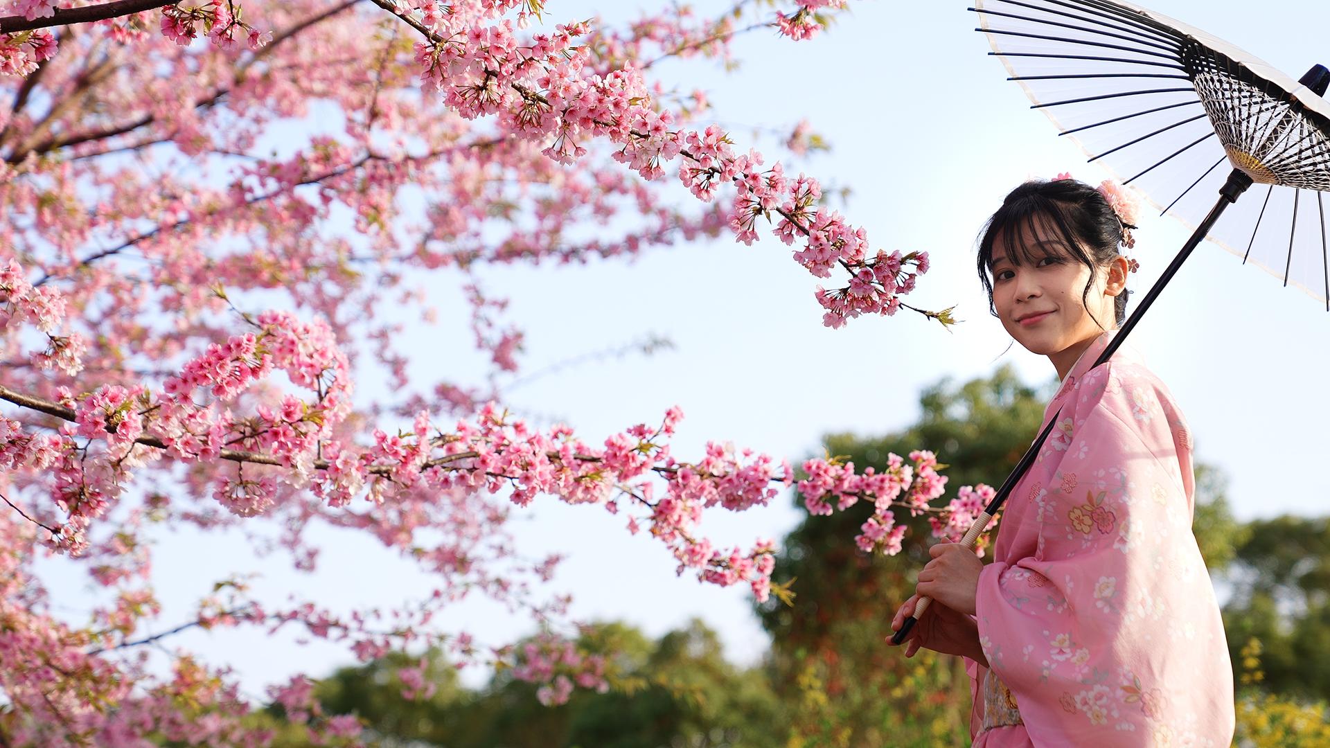 和服少女在樱花树下赏花视频的预览图